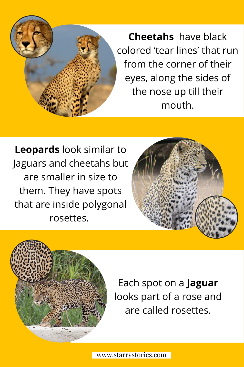 Did You Just Spot a Cheetah a Leopard and a Jaguar - Starry Stories