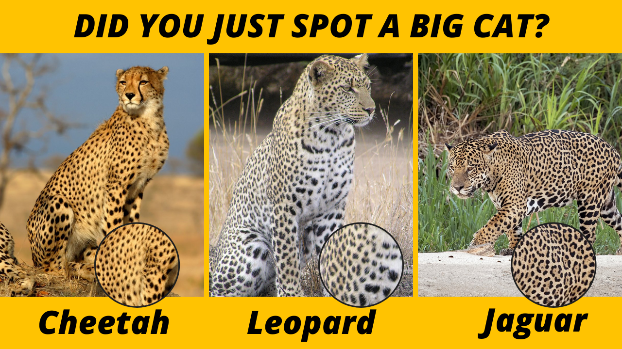 Leopard Vs Cheetah Vs Jaguar Vs Panther